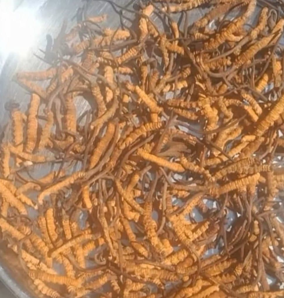 Close-up of harvested Yarsagumba