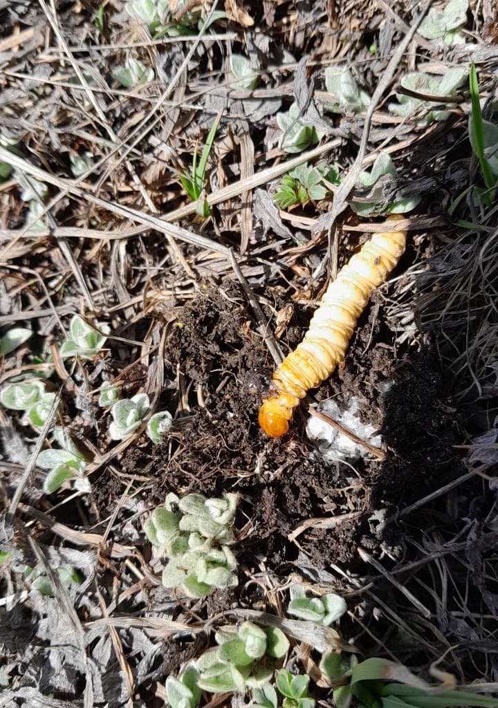 Yarsagumba emerging from alpine soil