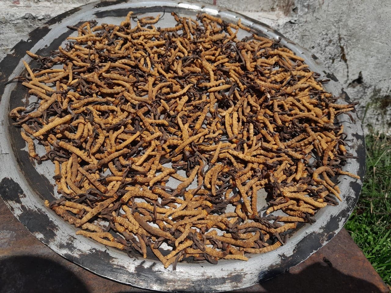 A season's wild harvest, sun drying on a tray