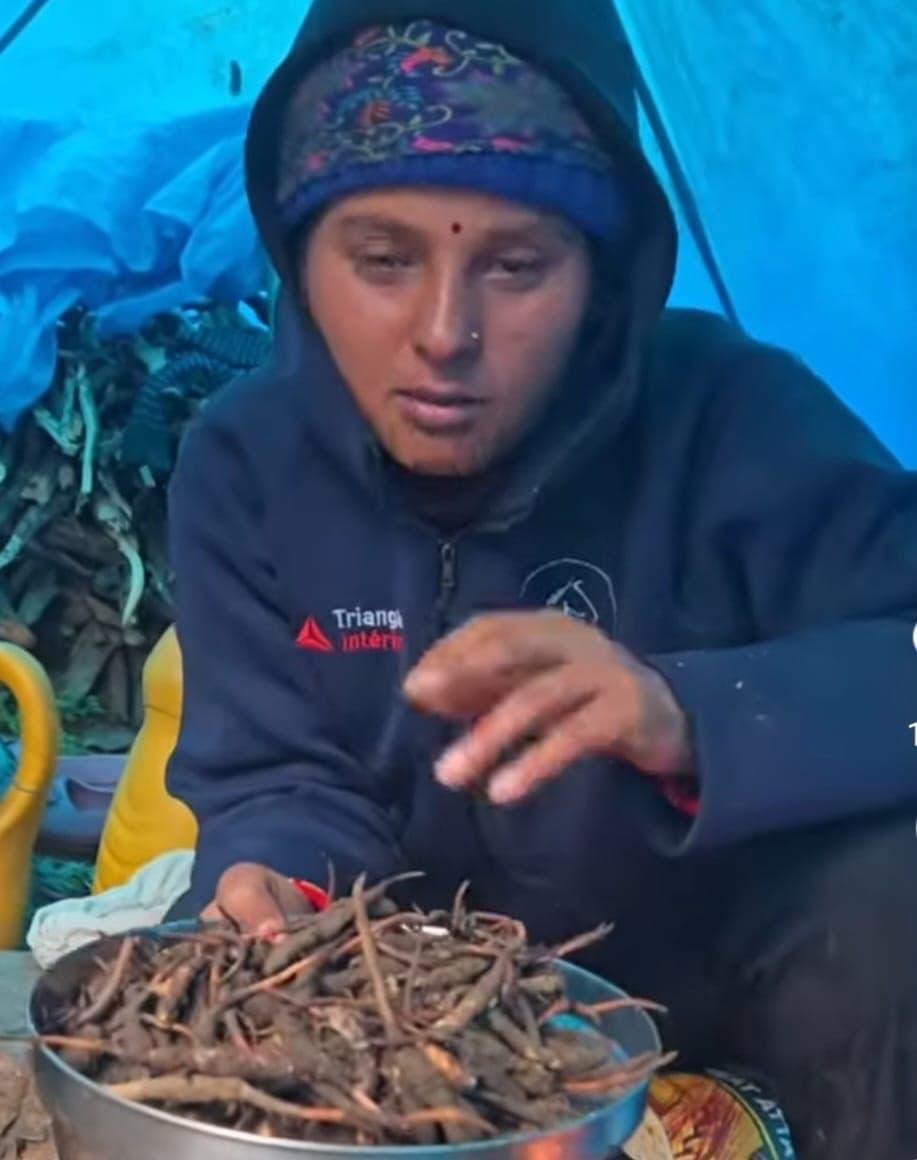 Freshly gathered Himalayan roots being sorted by hand at a high-altitude camp